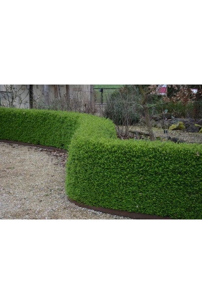 Жимолость блискуча Elegant 